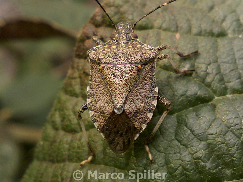 Ancora Halyomorpha halys - un''invasione